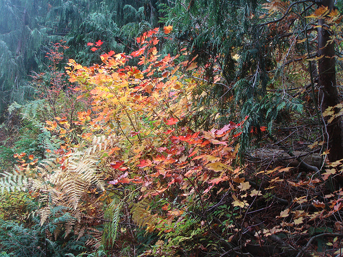 Fall in the Pacific Northwest