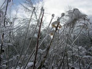 A Frozen Landscape