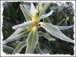 Frost covers a Rhododendron