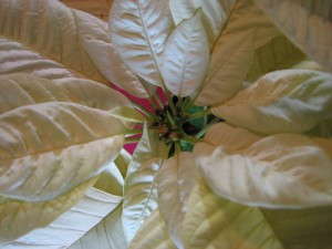 Keep Your Poinsettias Looking Their Best