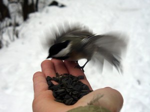 Feeding a chickadee