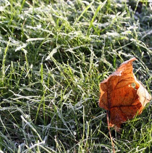 A frost coated lawn