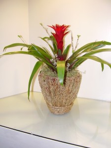 Bromeliad with spanish moss