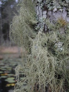 spanish moss hanging from trees and rocks
